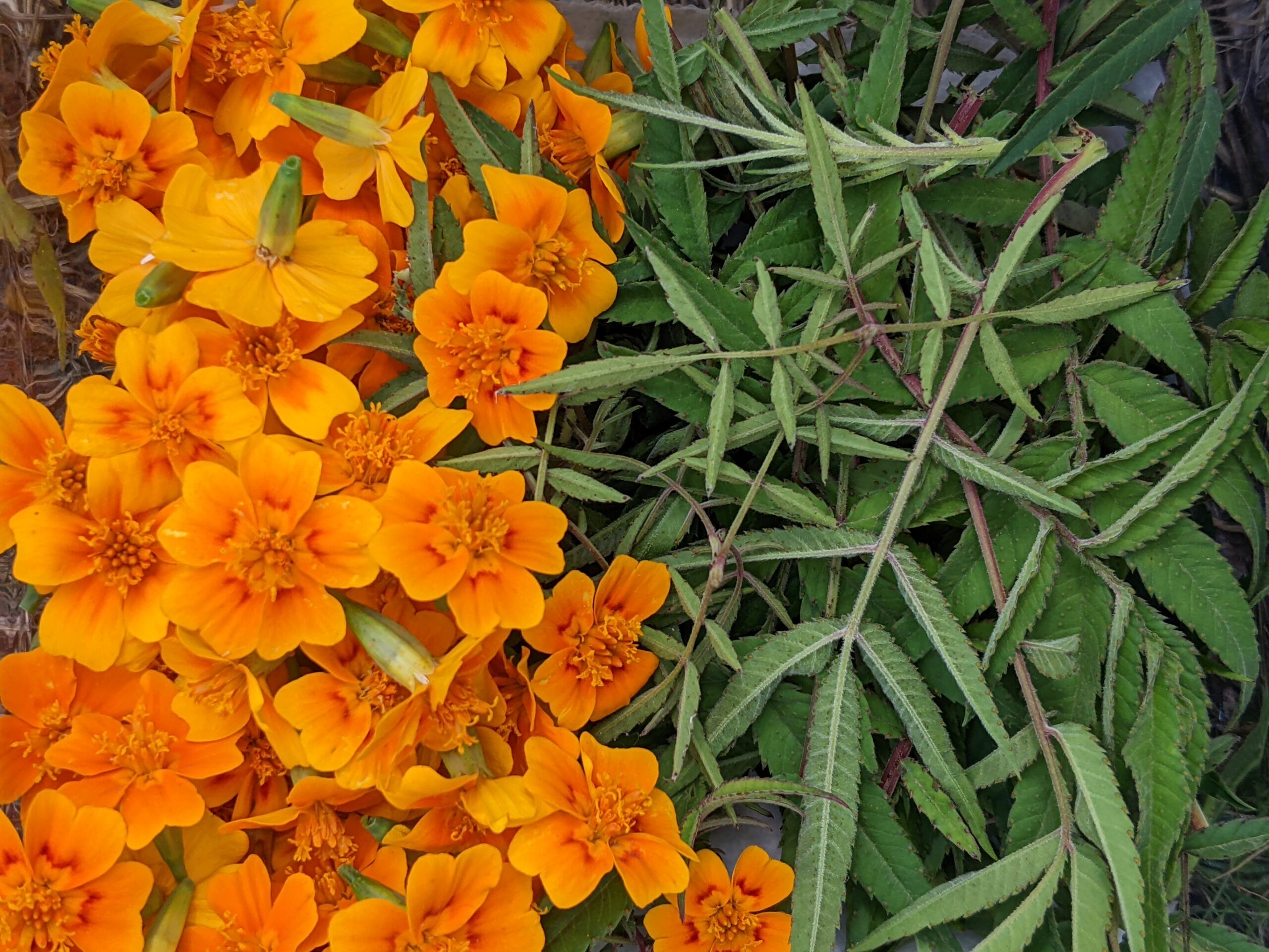 Atelier Plantes Sauvages & Gastronomie – Image 7